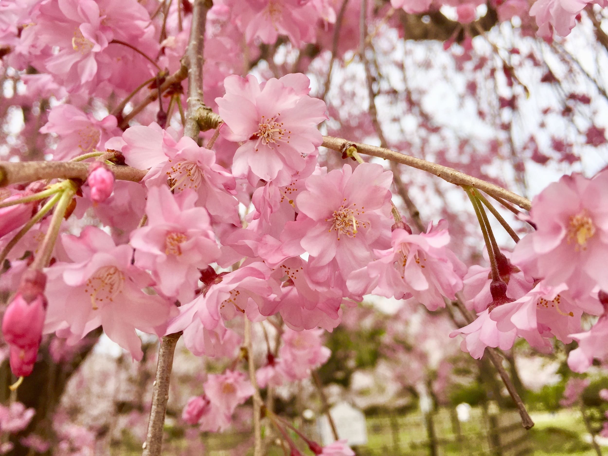 viajar: Los 10 mejores sitios donde ver cerezos en flor en Tokyo