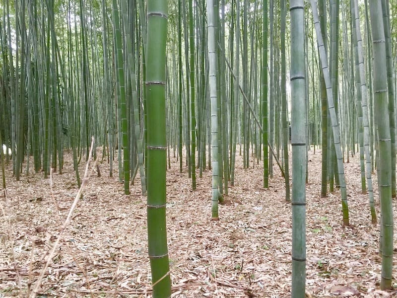 Bosque de Bambú de Arashiyama