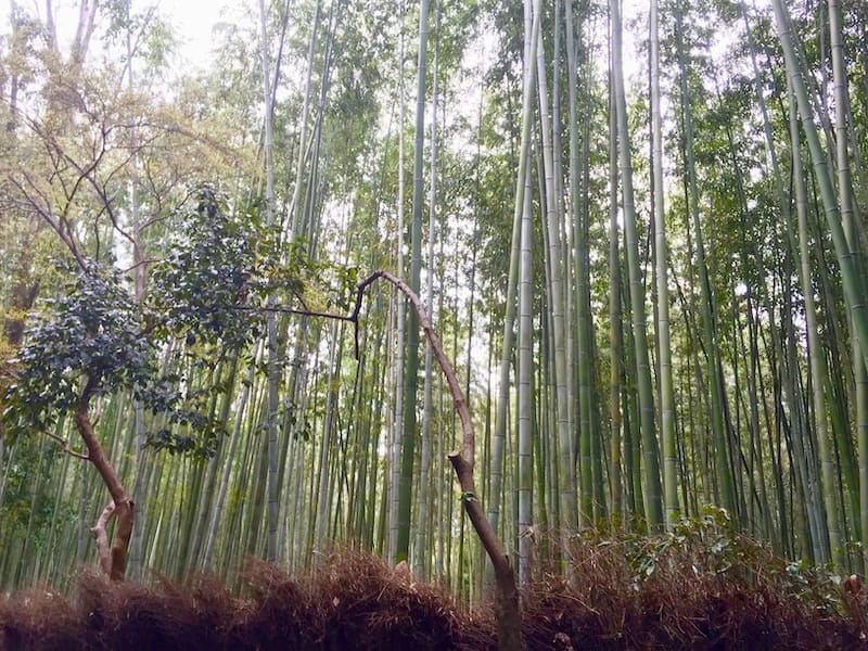 Bosque de Bambú de Arashiyama
