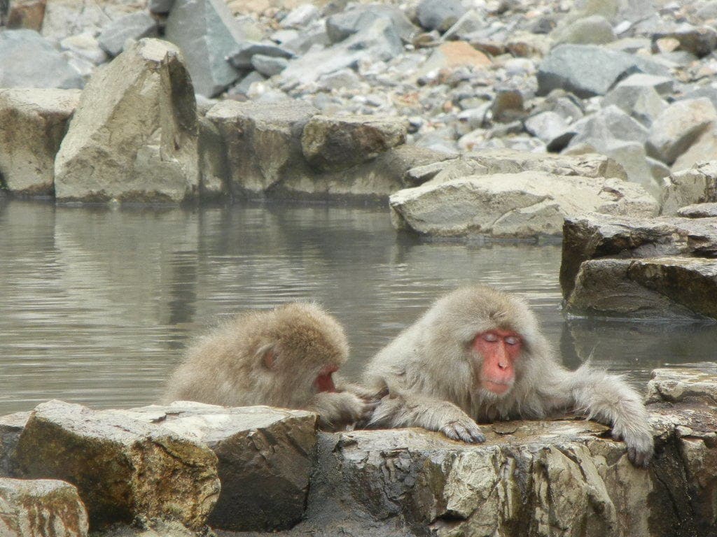 Macacos japoneses en Jigokudani